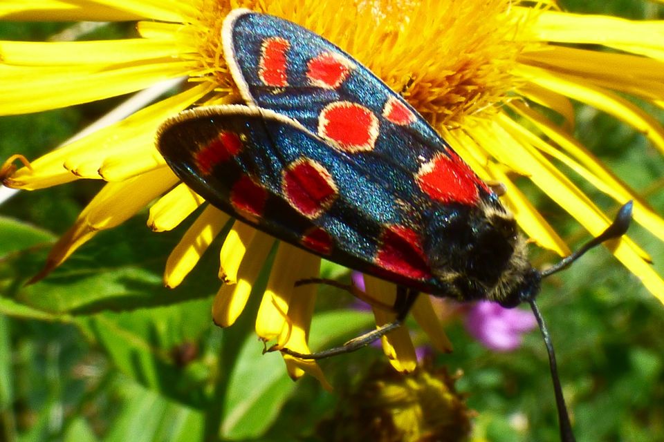 Zygaena carniolica - fehérgyűrűs csüngőlepke