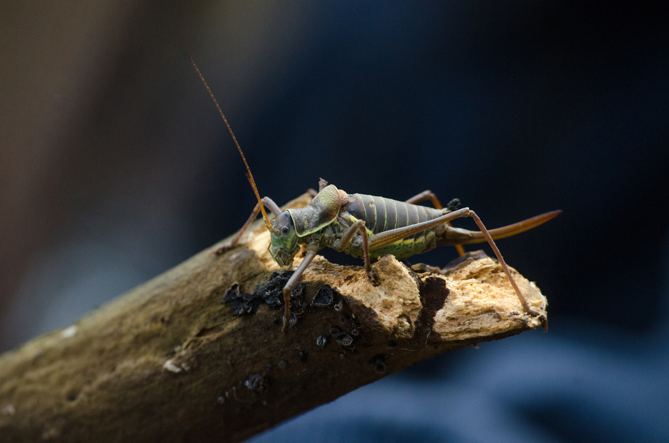Ephippiger ephippiger - nyergesszöcske