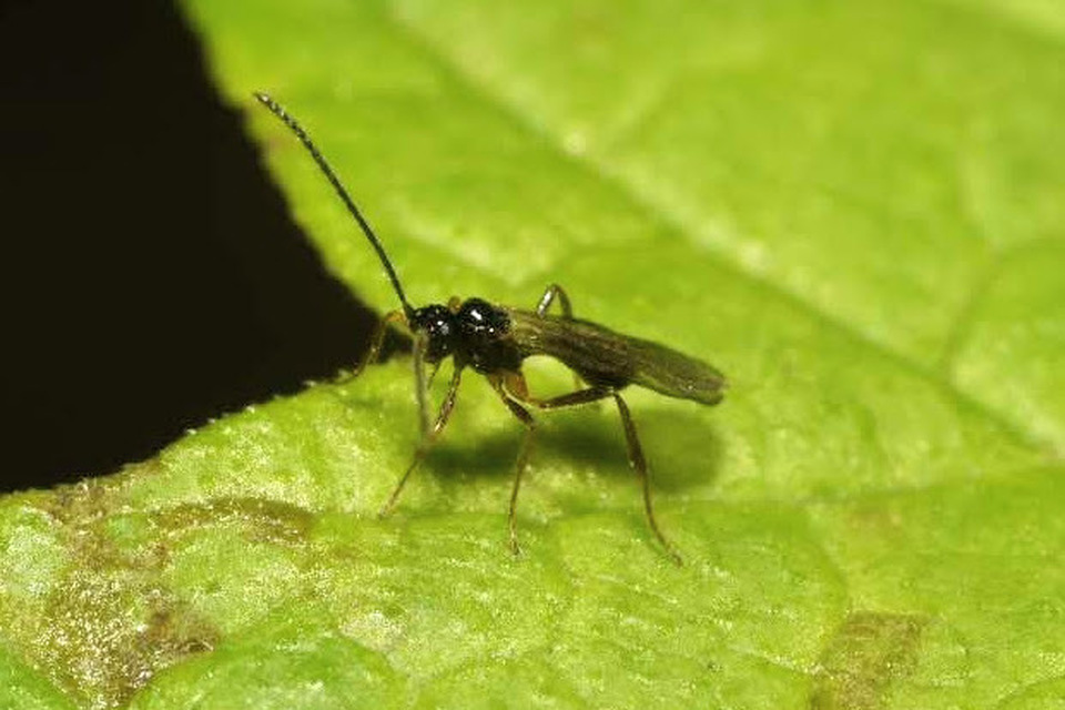 Braconidae - gyilkosfürkészek