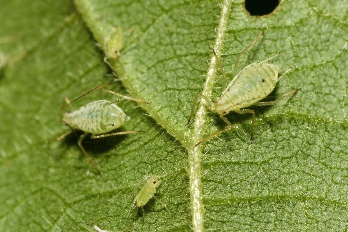 Microlophium carnosum