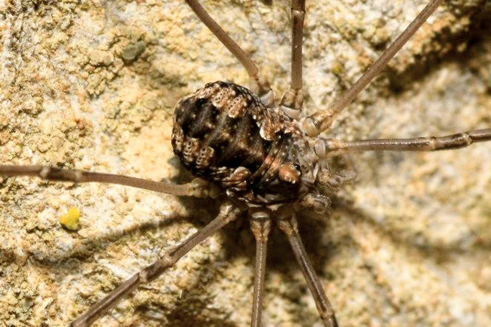 Phalangiidae