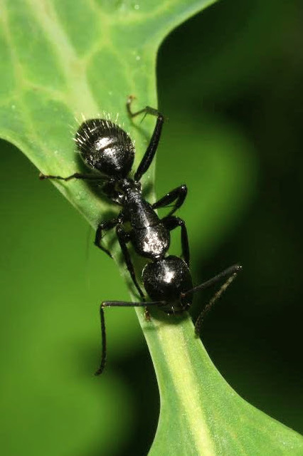 Camponotus vagus - fekete lóhangya