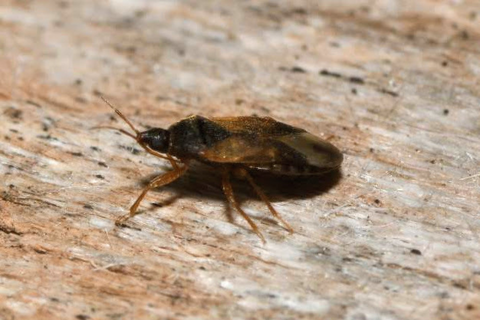 Lyctocoris campestris - bozót virágpoloska