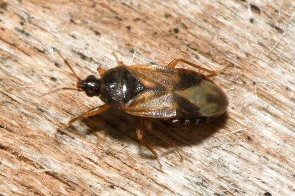 Lyctocoris campestris - bozót virágpoloska