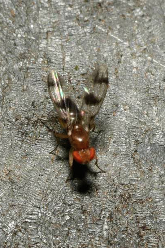 Chymomyza amoena