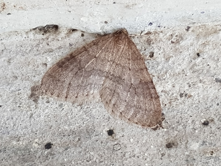 Operophtera brumata - kis téliaraszoló