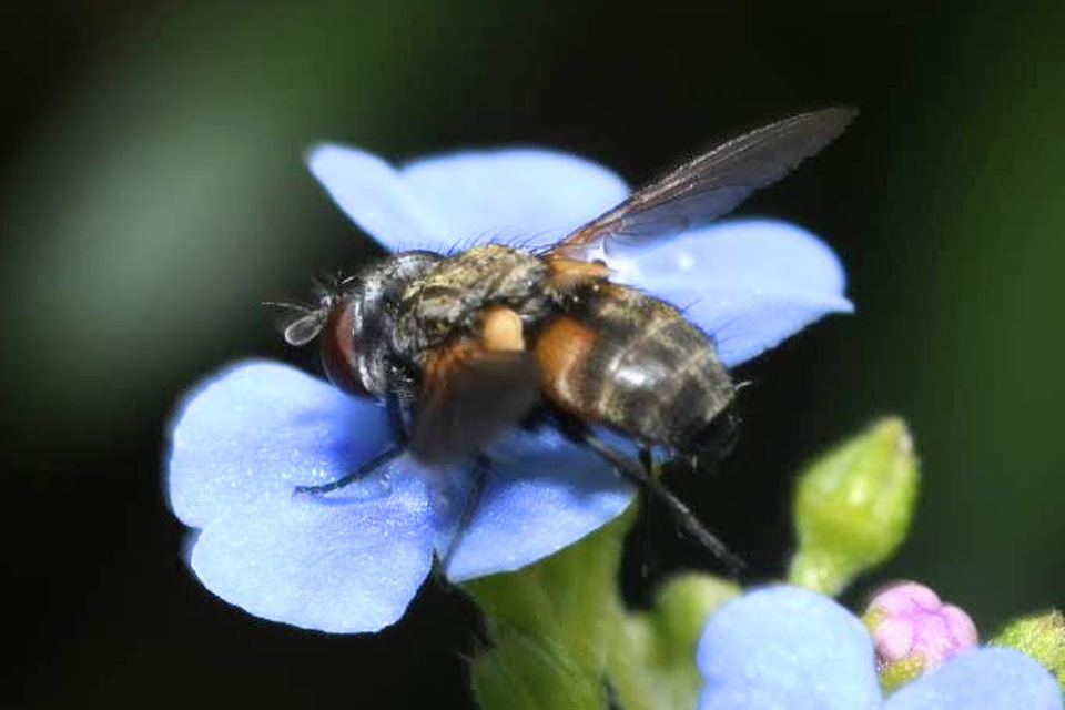 Eliozeta pellucens