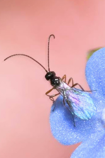 Braconidae - gyilkosfürkészek