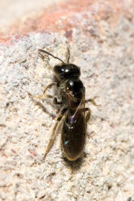 Lasioglossum