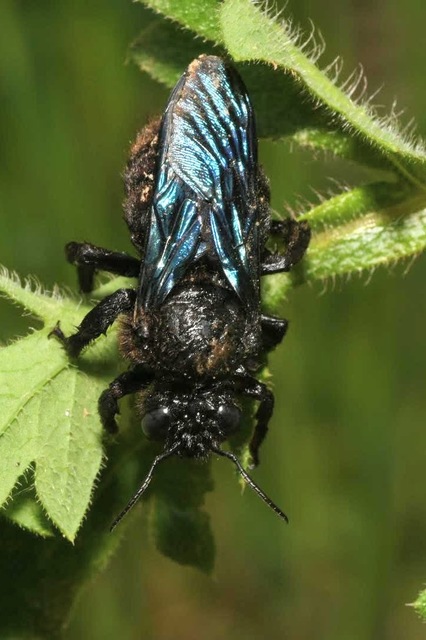 Xylocopa valga - gyakori fadongó