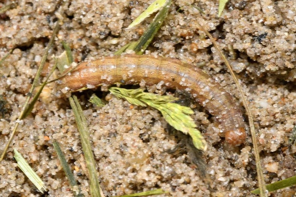 Agrochola