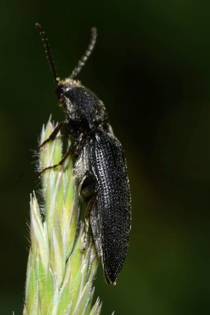 Melanotus punctolineatus - sávos gyászpattanó