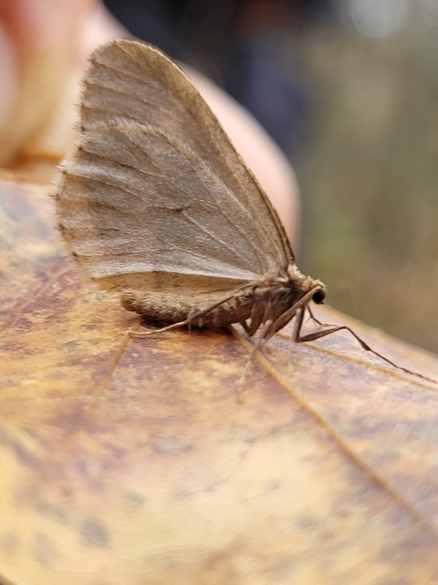 Operophtera brumata - kis téliaraszoló