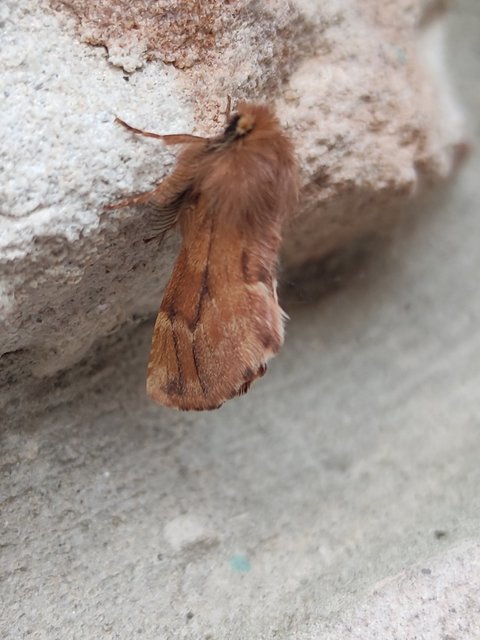 Ptilophora plumigera - tollas púposszövő