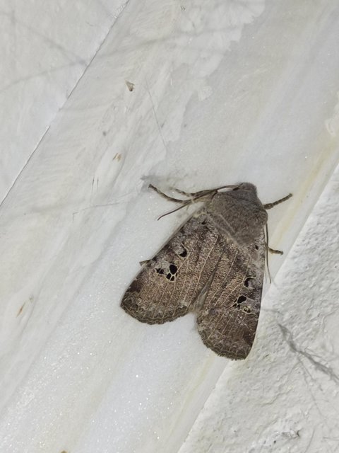 Conistra rubiginosa - szürke télibagoly