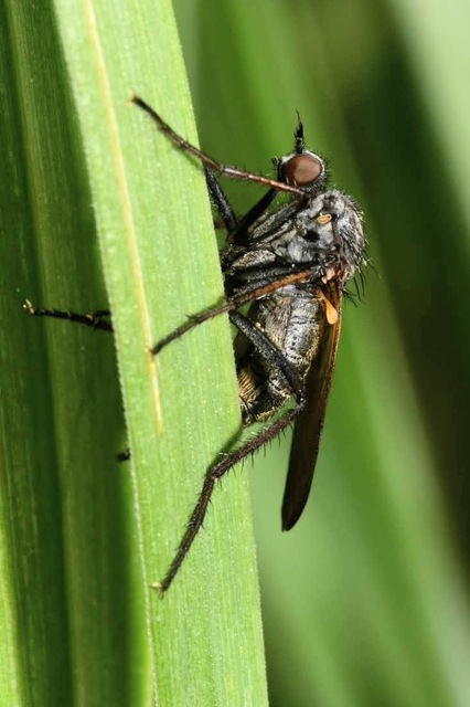 Empis tessellata - kockás táncoslégy