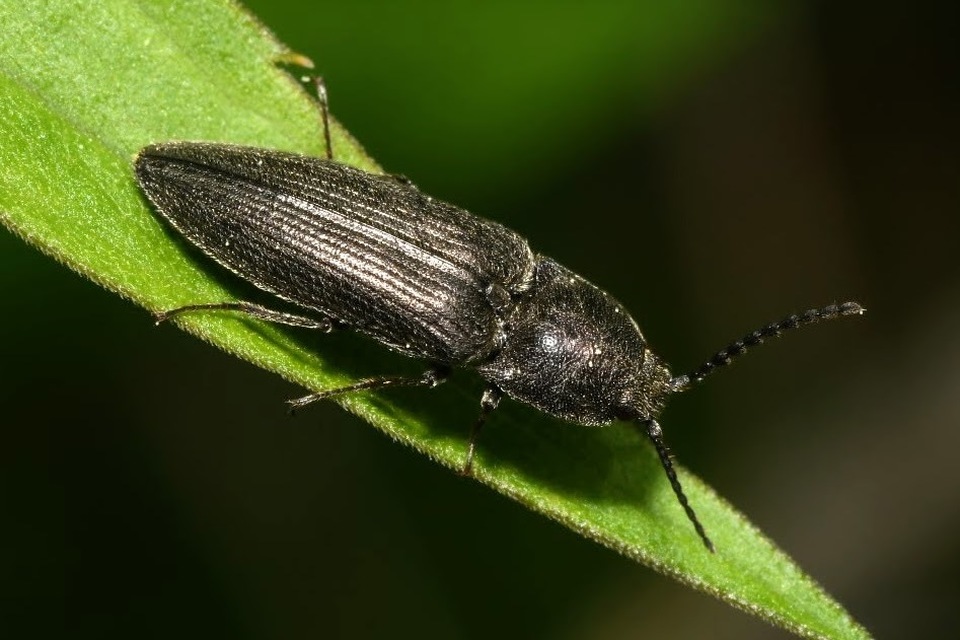 Cidnopus pilosus - szőrös pattanó
