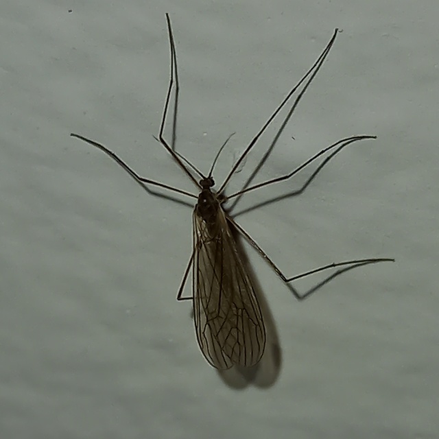 Trichocera