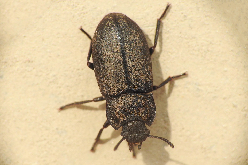 Gonocephalum granulatum pusillum