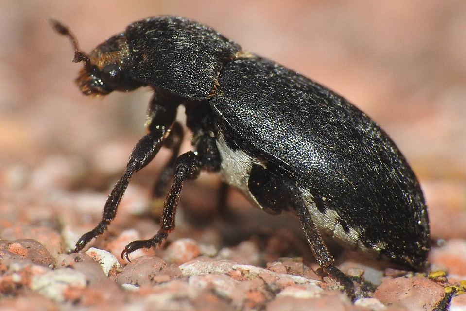 Dermestes laniarius - gyászos porva