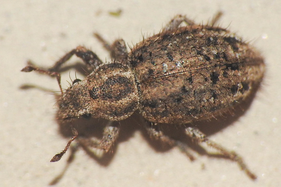 Cycloderes pilosulus - pikkelyeslábú ormányos
