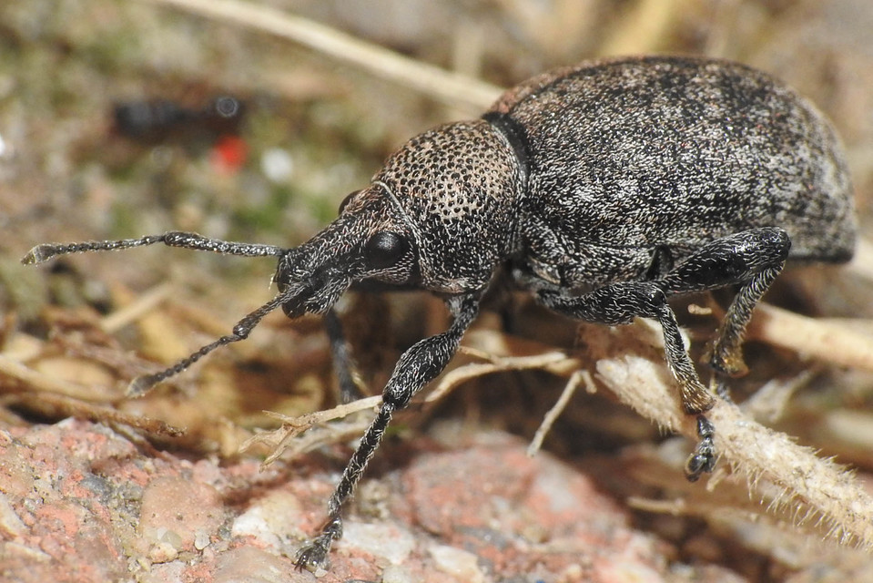 Otiorhynchus ligustici - vincellér-gyalogormányos