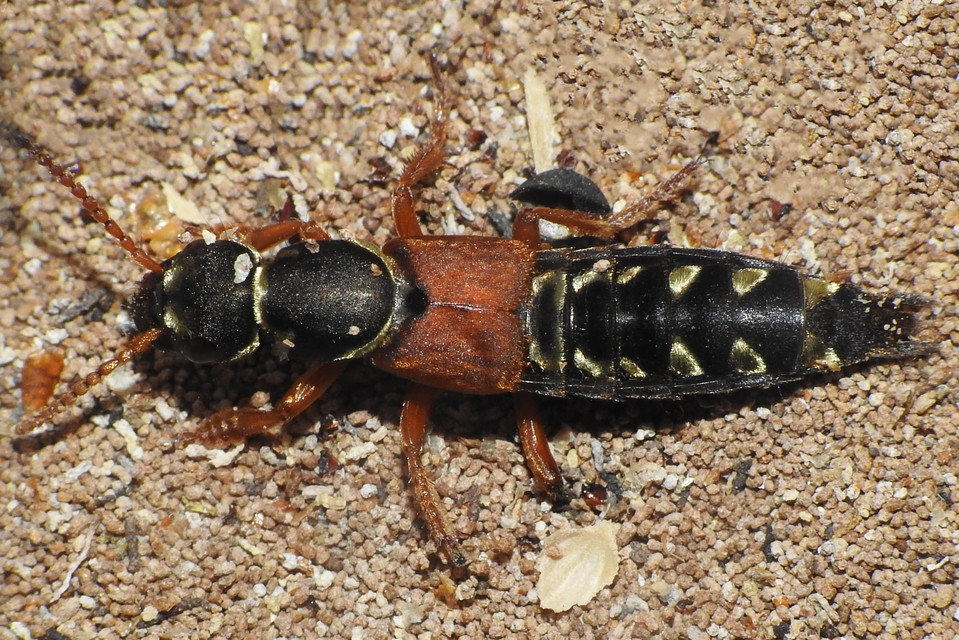 Staphylinus caesareus - aranysujtásos holyva