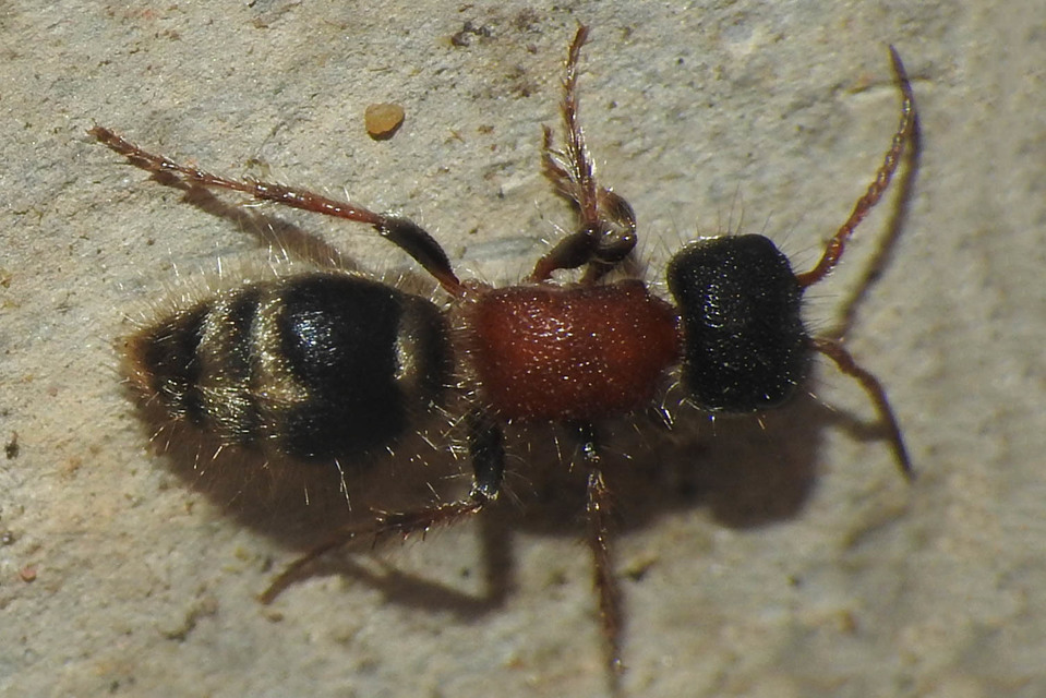 Mutillidae - hangyadarazsak