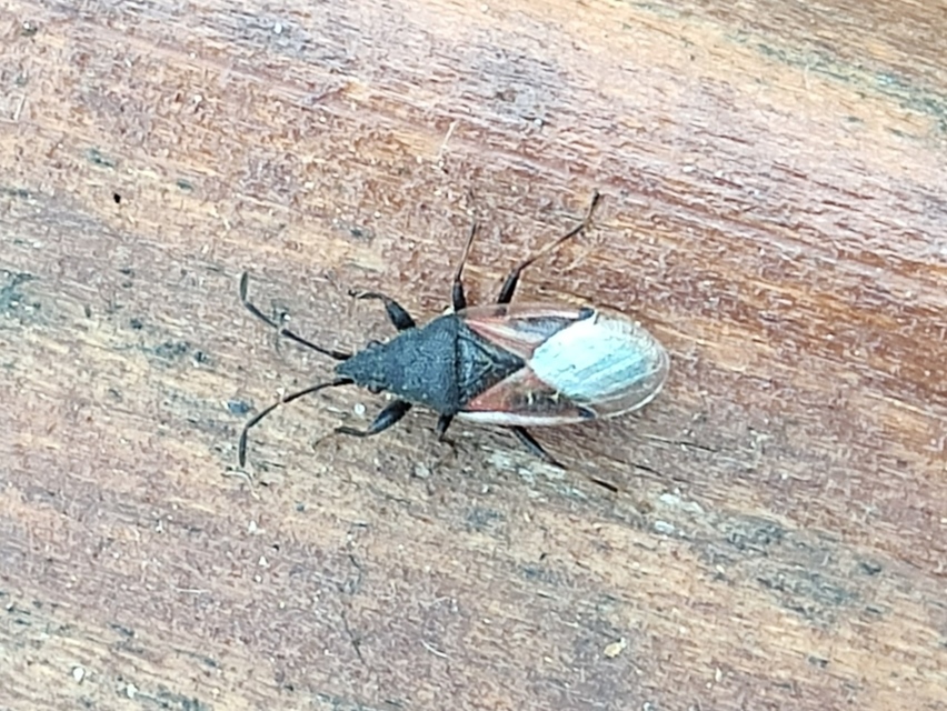 Oxycarenus lavaterae - hársbodobács