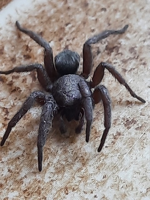 Scotophaeus