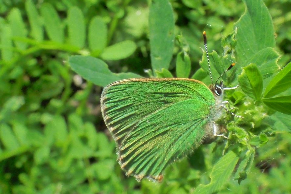 Callophrys rubi - zöldfonákú lepke