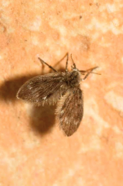 Psychodidae - lepkeszúnyogok