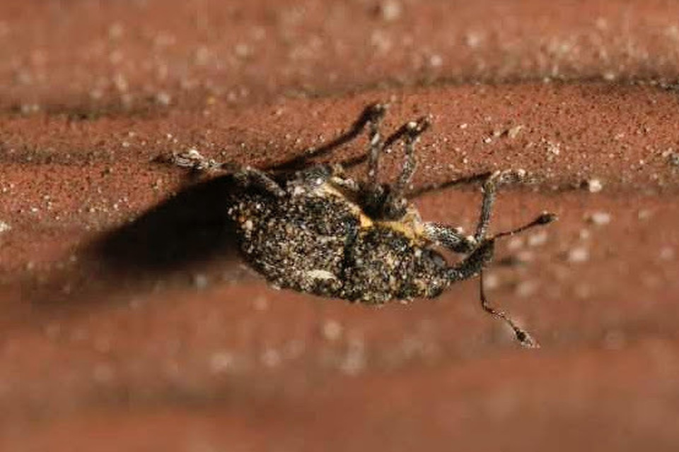 Glocianus