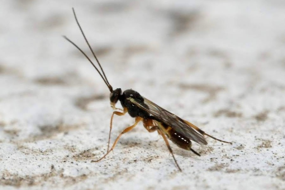 Mesochorus