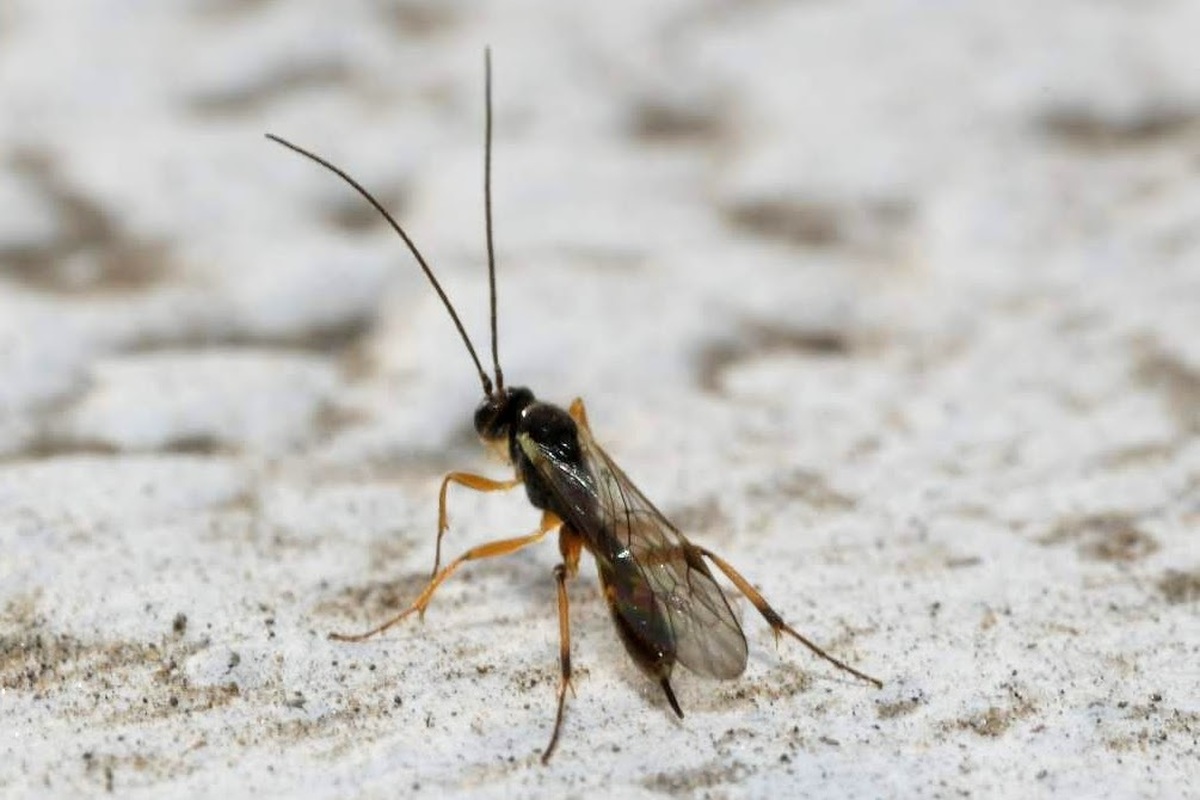 Mesochorus