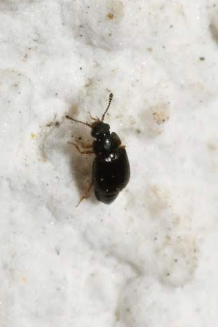 Proteinus