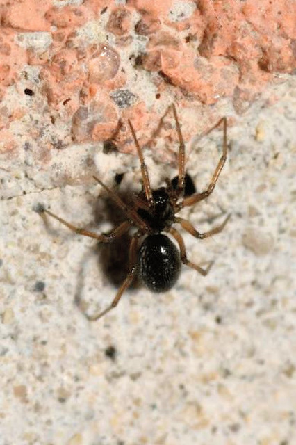 Linyphiidae - vitorláspókok