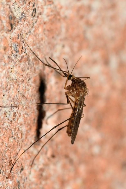Culicidae - csípőszúnyogok
