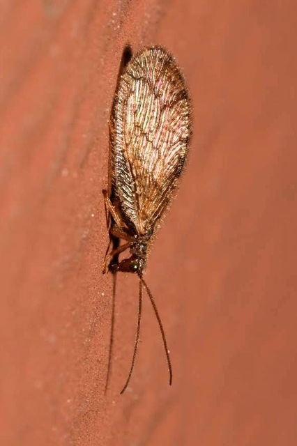 Micromus angulatus