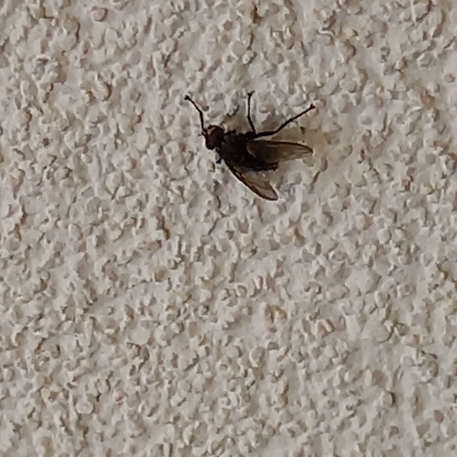 Sarcophagidae - húslégyfélék