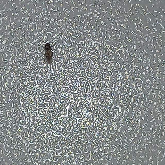 Ceratopogonidae - törpeszúnyogok