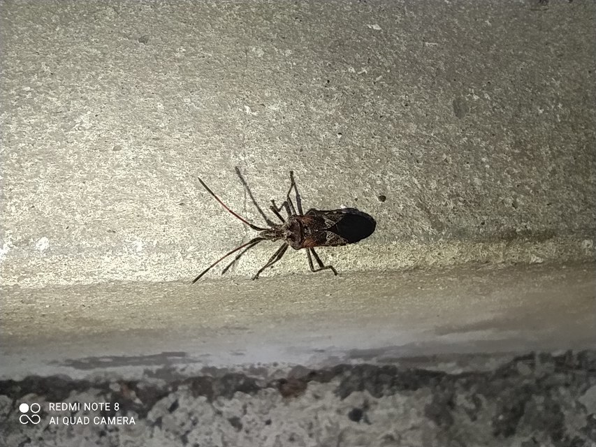 Leptoglossus occidentalis - nyugati levéllábú poloska