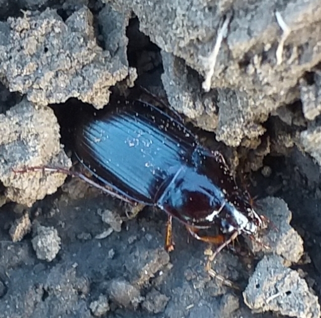 Calathus ambiguus - homoki tarfutó