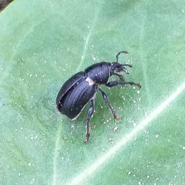Psallidium maxillosum - fekete barkó