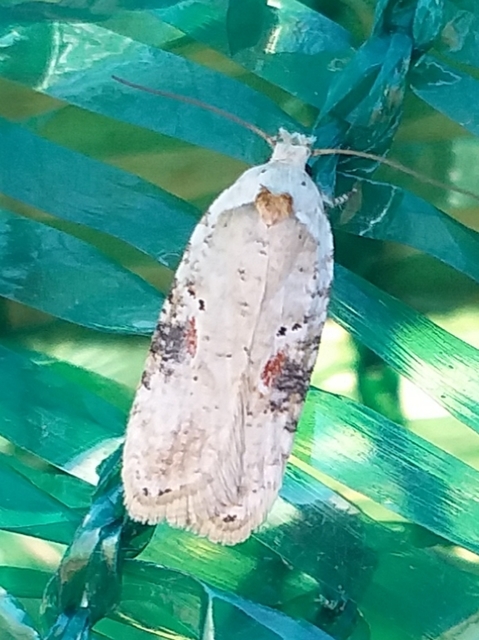 Agonopterix alstromeriana - bürök-laposmoly