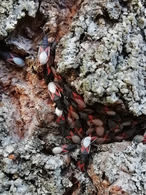Oxycarenus lavaterae - hársbodobács