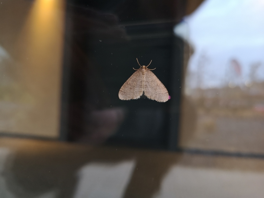 Operophtera brumata - kis téliaraszoló