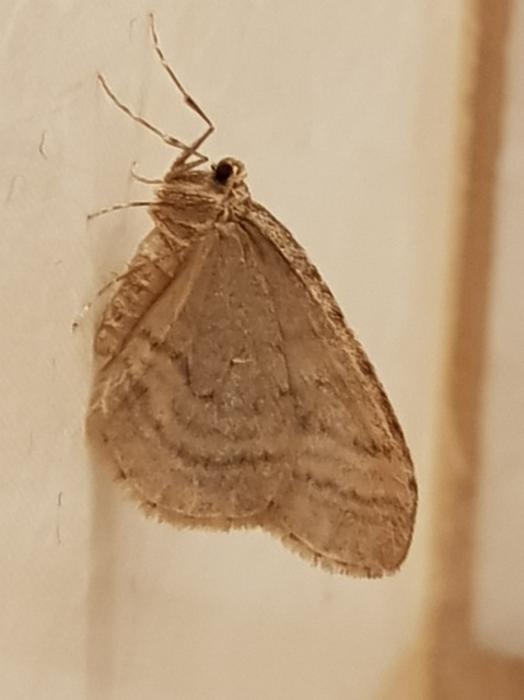Operophtera brumata - kis téliaraszoló