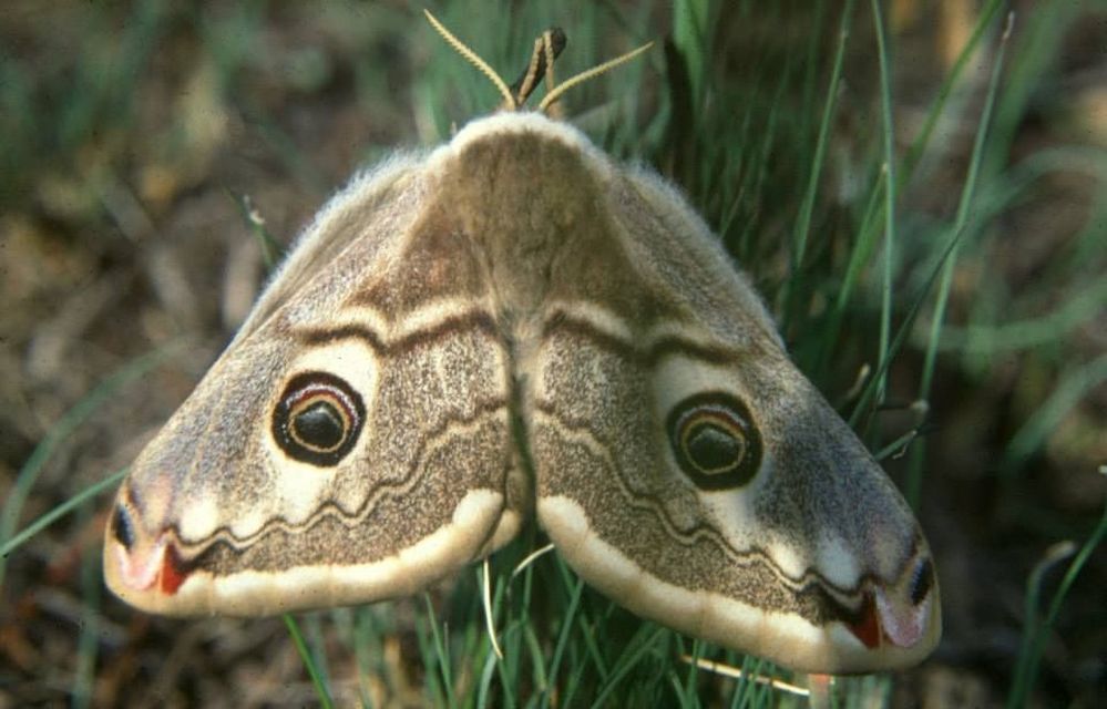 Saturnia pavoniella/pavonia