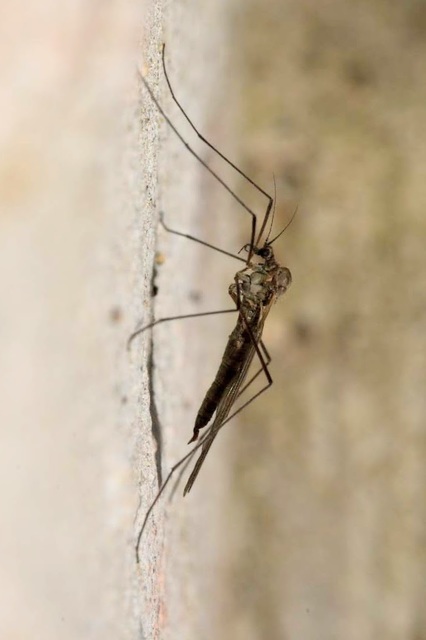 Trichocera